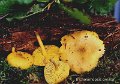 Tricholomopsis ornata-amf2163